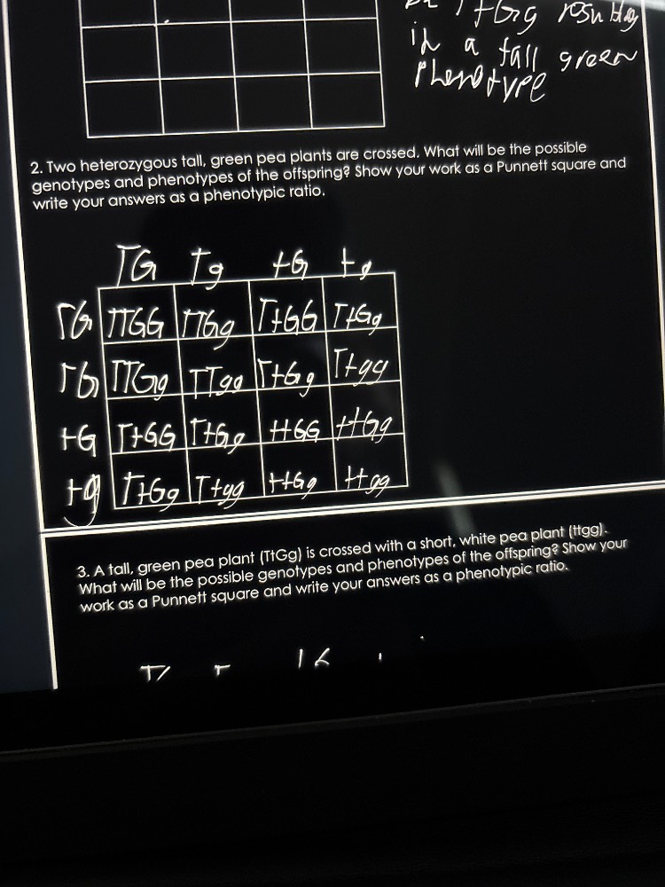 in a tall green phenotype 2. two heterozygous tall, green pea plants ar…