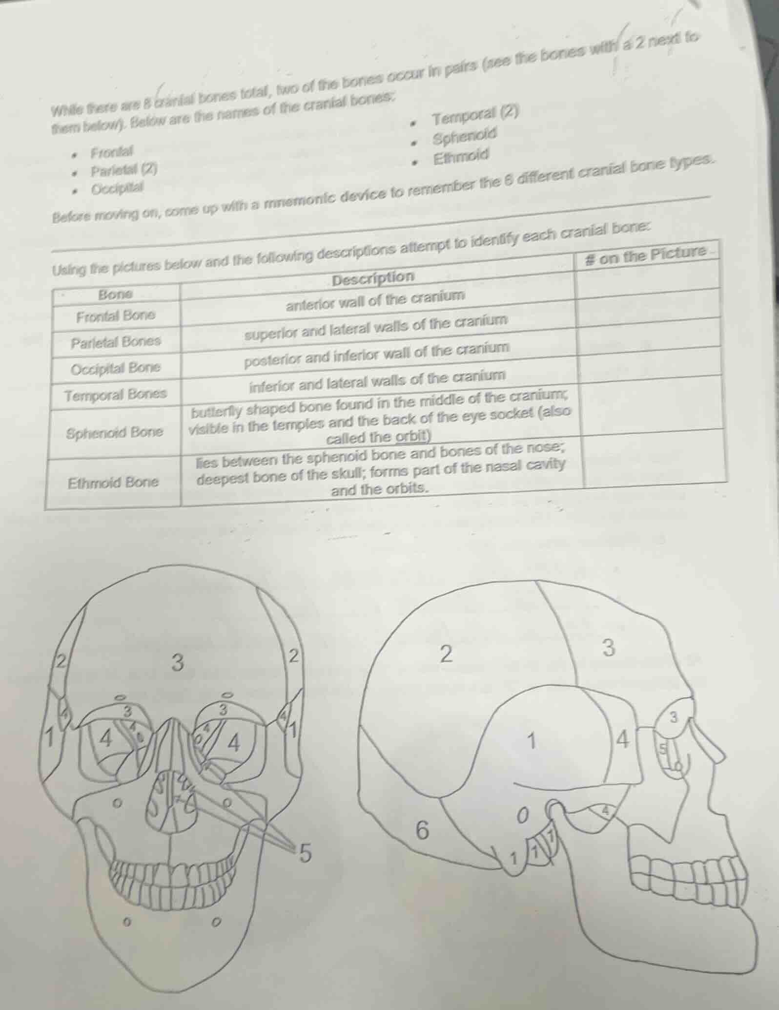 while there are 8 cranial bones total, two of the bones occur in pairs …