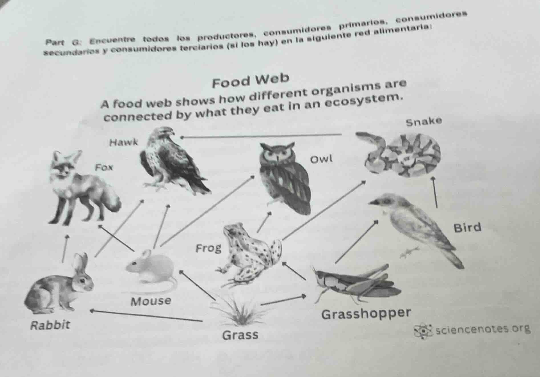 part g: encuentre todos los productores, consumidores primarios, consum…