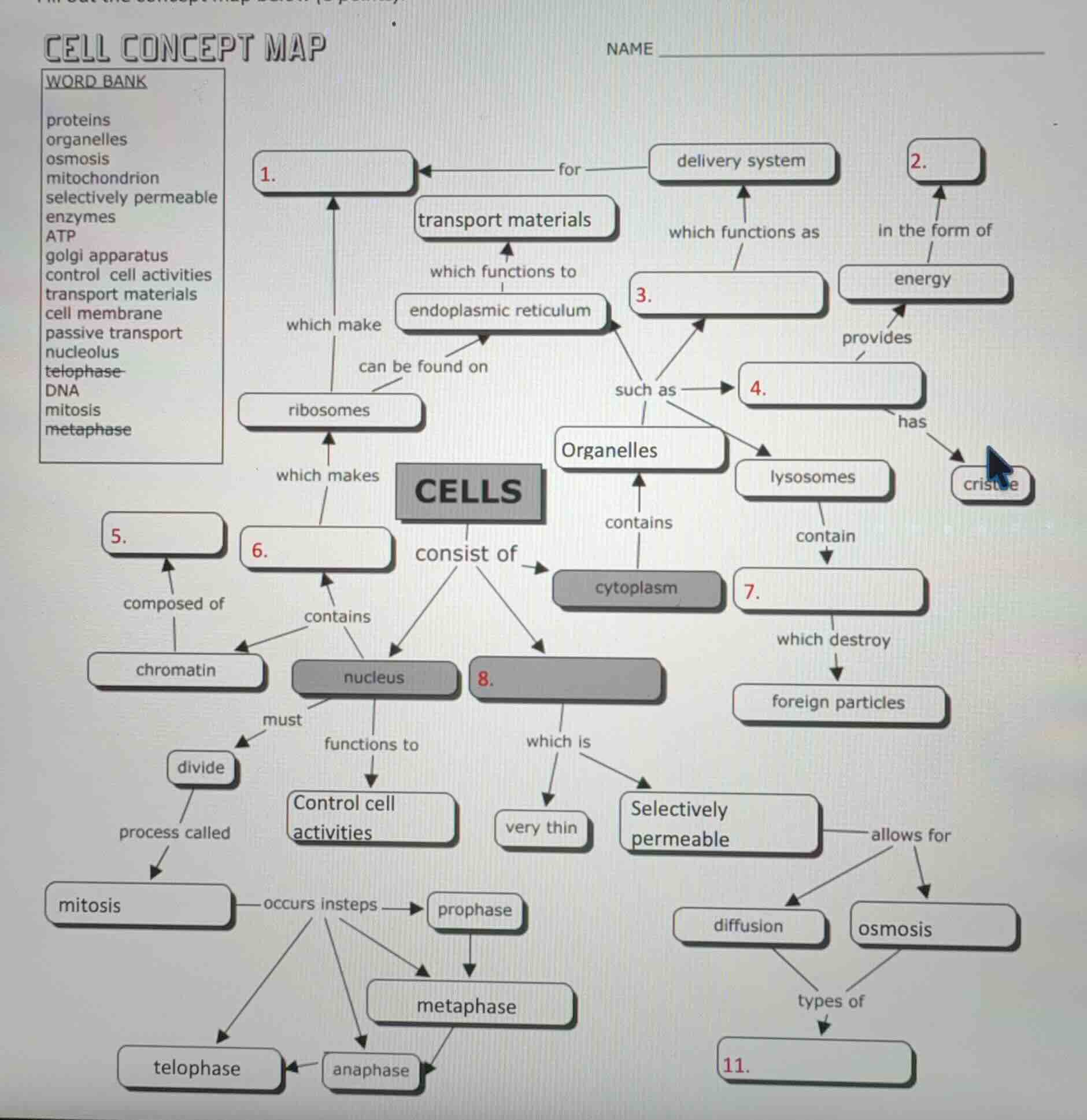 cell concept map name word bank proteins organelles osmosis mitochondri…