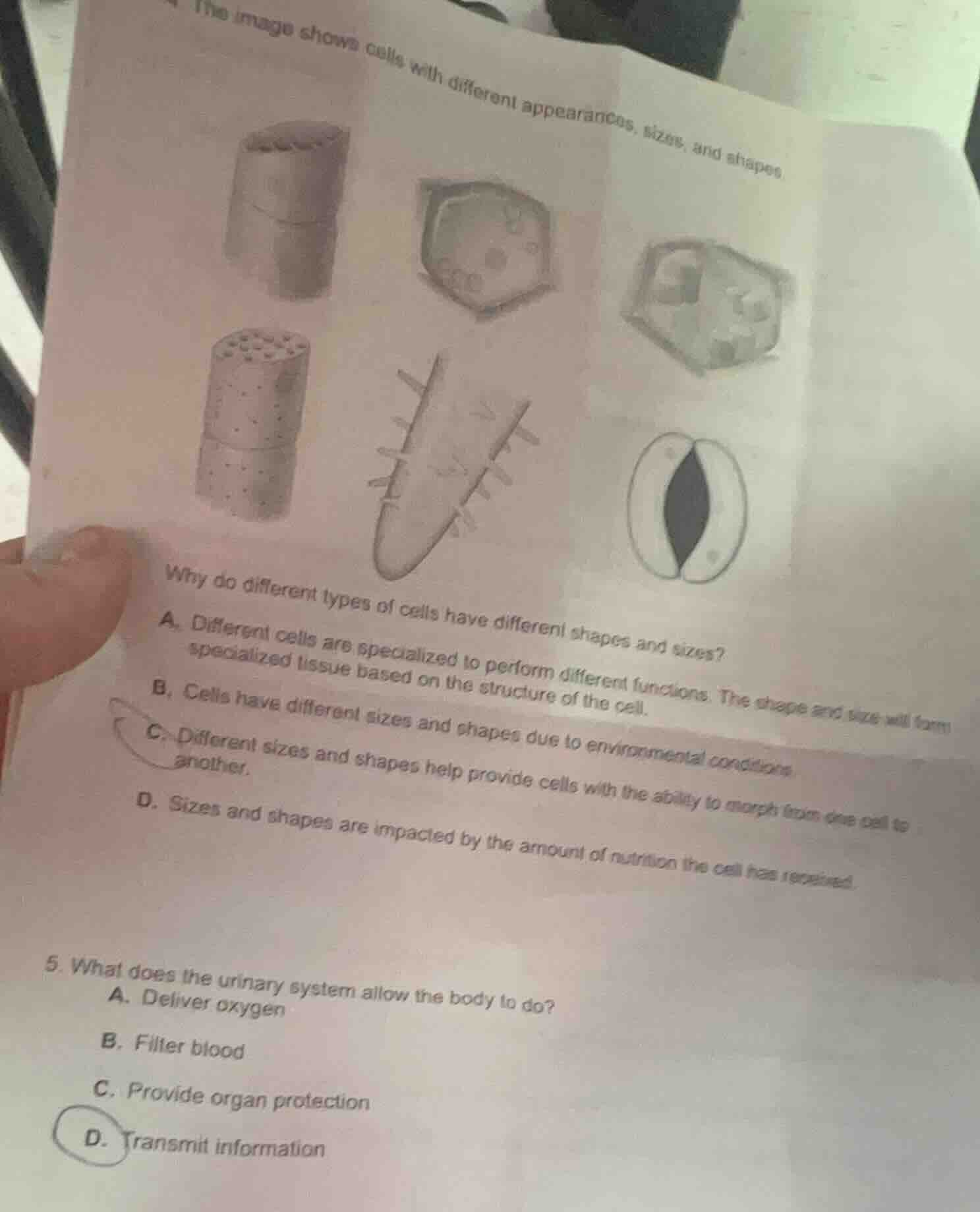 the image shows cells with different appearances, sizes, and shapes.why…