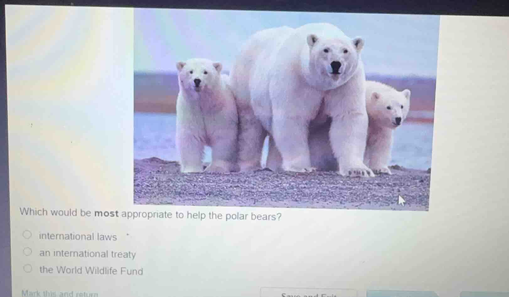 which would be most appropriate to help the polar bears?○ international laws○ an international treaty○ the world wildlife fundmark this and return