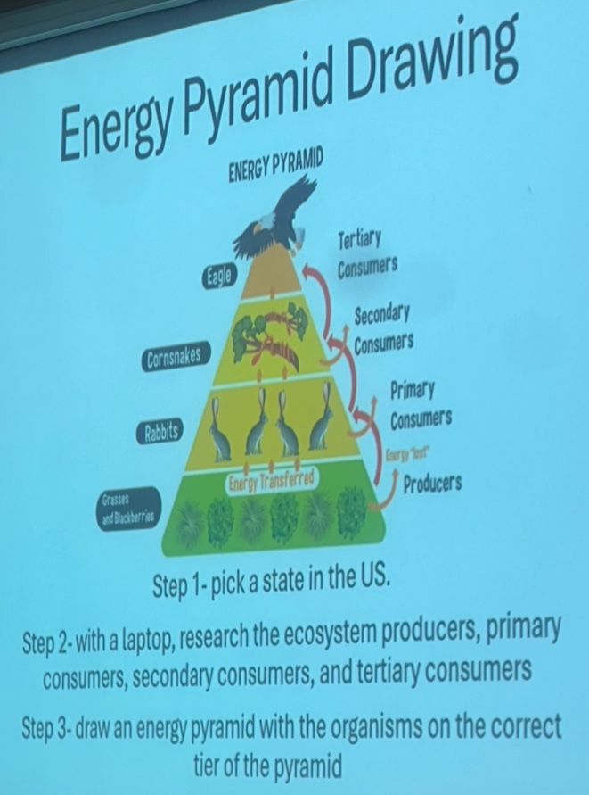 energy pyramid drawing\nenergy pyramid\neagle\ntertiary consumers\ncornsnakes\nsecondary consumers\nrabbits\nprimary consumers\ngrasses and blackberries\nproducers\nenergy transferred\nenergy \lost\\nstep 1- pick a state in the us.\nstep 2- with a laptop, research the ecosystem producers, primary consumers, secondary consumers, and tertiary consumers\nstep 3- draw an energy pyramid with the organisms on the correct tier of the pyramid