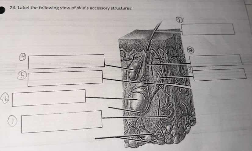 24. label the following view of skins accessory structures: