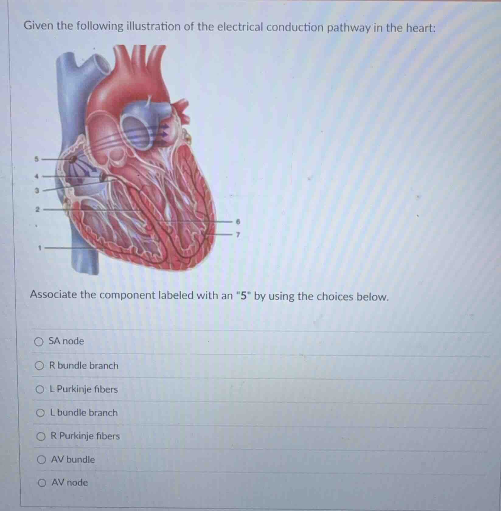 given the following illustration of the electrical conduction pathway in the heart:\nassociate the component labeled with an \5\ by using the choices below.\n○ sa node\n○ r bundle branch\n○ l purkinje fibers\n○ l bundle branch\n○ r purkinje fibers\n○ av bundle\n○ av node
