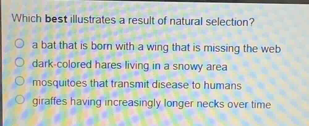 which best illustrates a result of natural selection?\n○ a bat that is born with a wing that is missing the web\n○ dark-colored hares living in a snowy area\n○ mosquitoes that transmit disease to humans\n○ giraffes having increasingly longer necks over time
