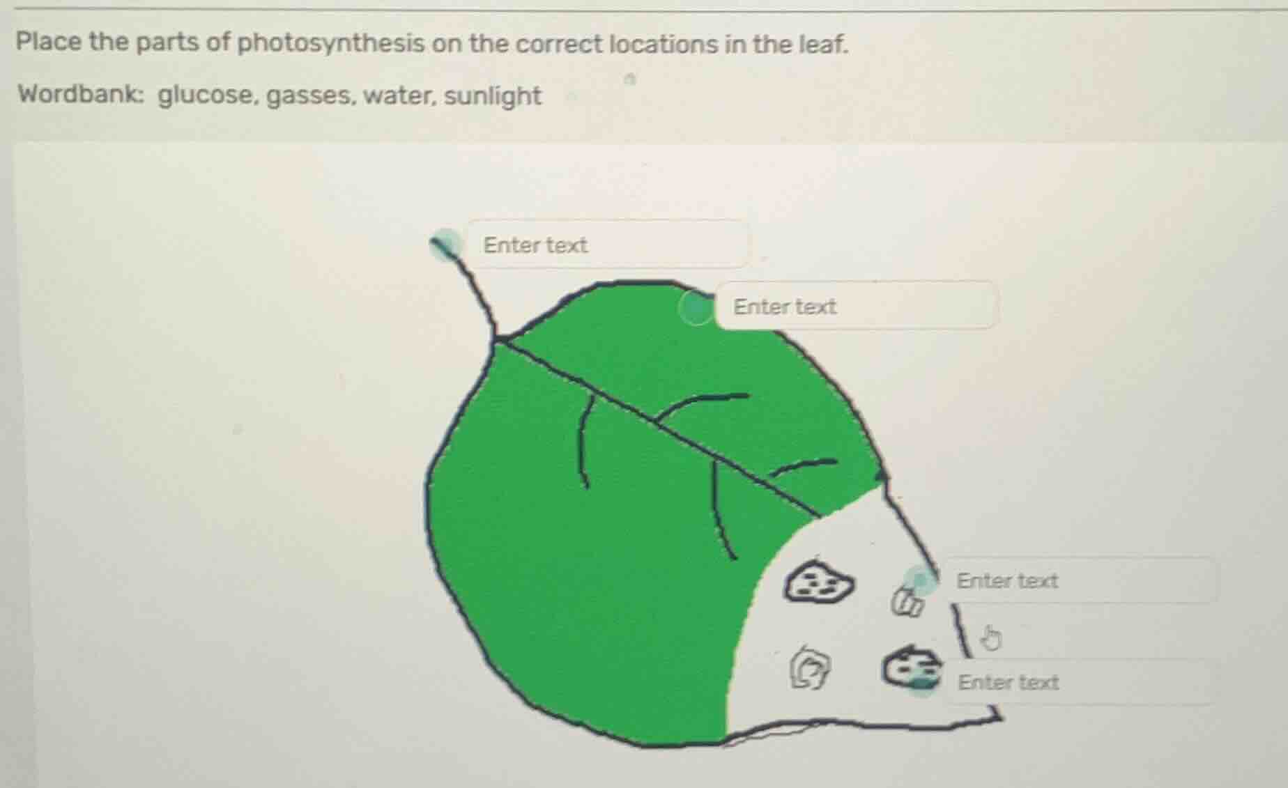 place the parts of photosynthesis on the correct locations in the leaf.\nwordbank: glucose, gasses, water, sunlight