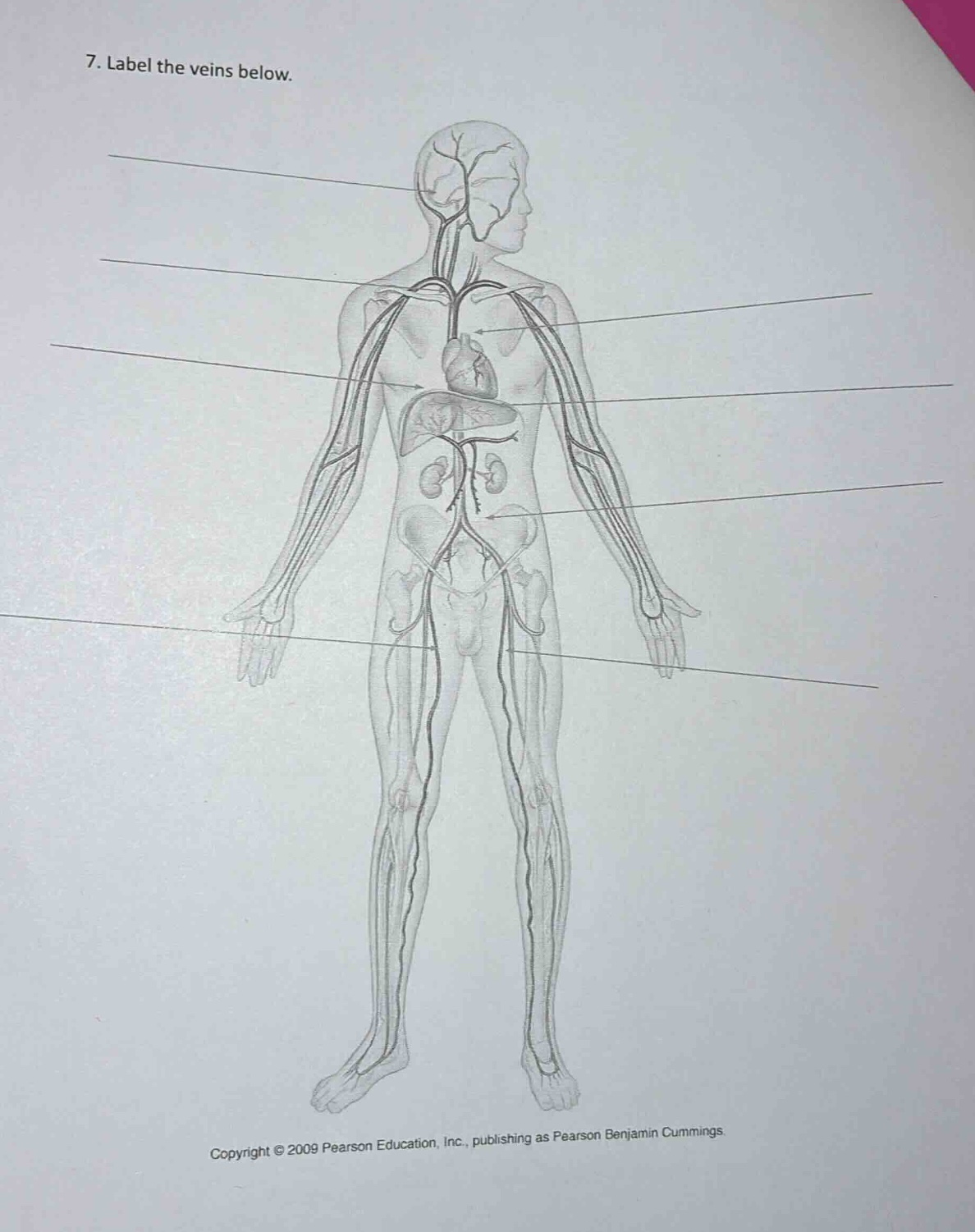 7. label the veins below.\ncopyright © 2009 pearson education, inc., publishing as pearson benjamin cummings.
