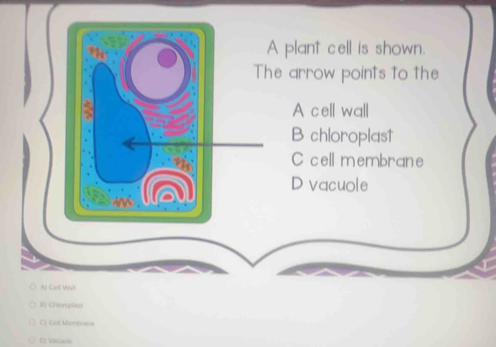 a plant cell is shown.the arrow points to thea cell wallb chloroplastc cell membraned vacuolea) cell wallb) chloroplastc) cell membraned) vacuole