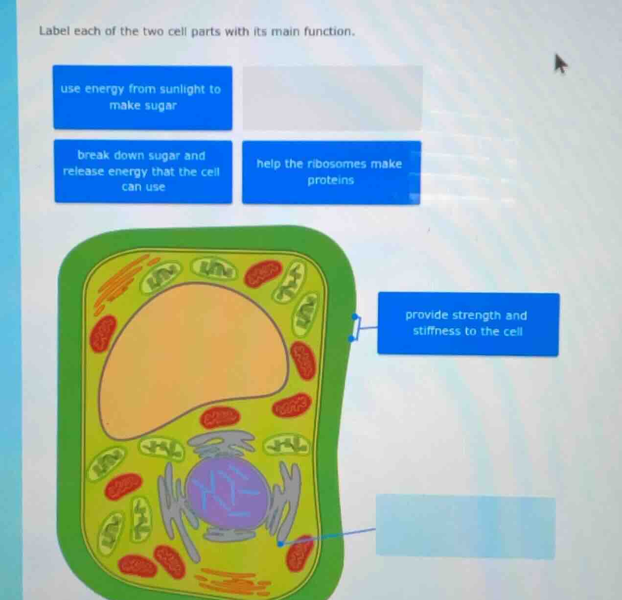 label each of the two cell parts with its main function.\nuse energy from sunlight to make sugar\nbreak down sugar and release energy that the cell can use\nhelp the ribosomes make proteins\nprovide strength and stiffness to the cell