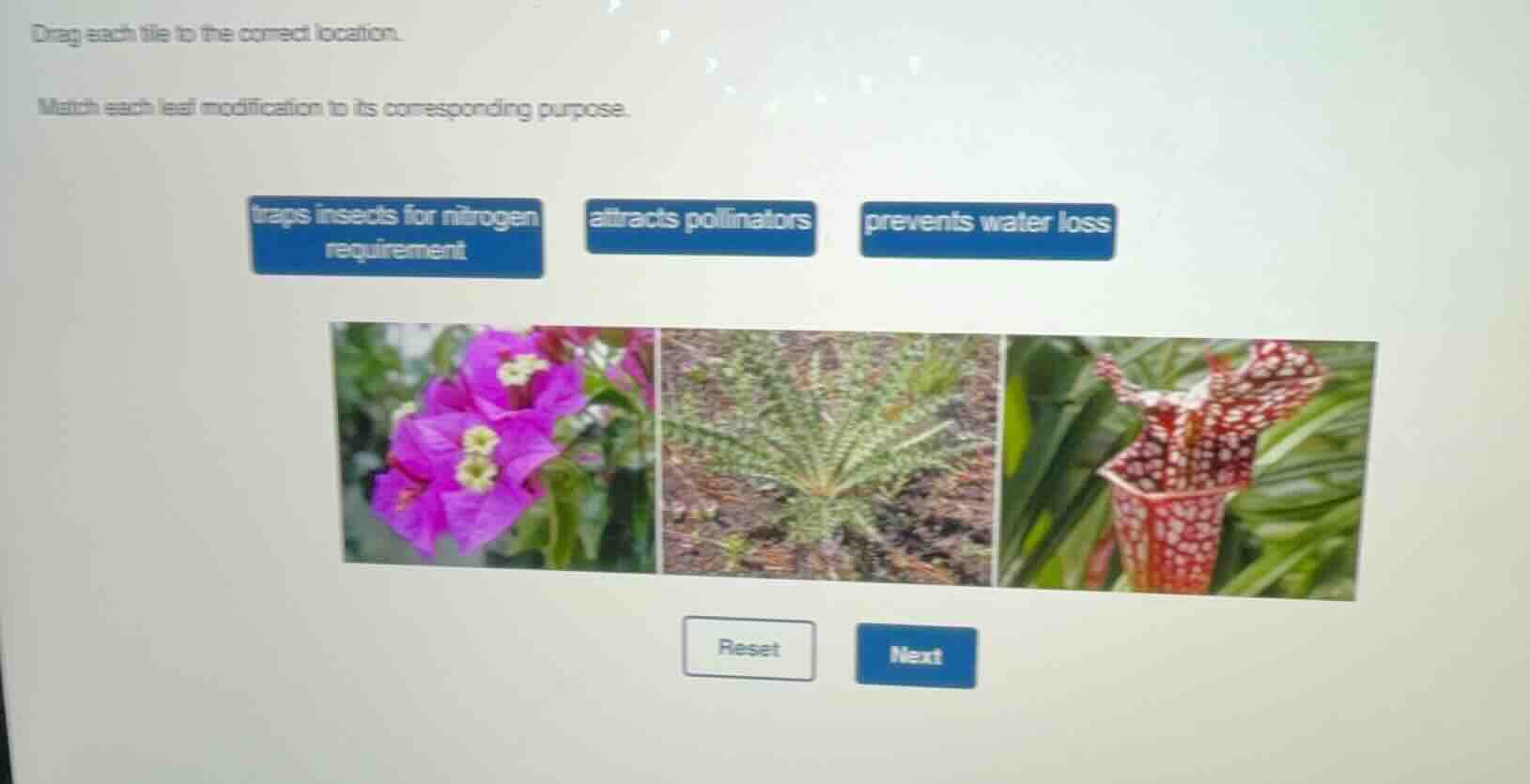 drag each tile to the correct location.\nmatch each leaf modification to its corresponding purpose.\ntraps insects for nitrogen requirement\nattracts pollinators\nprevents water loss\nreset\nnext