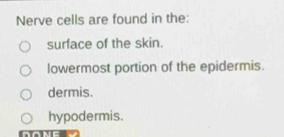 nerve cells are found in the:\nsurface of the skin.\nlowermost portion of the epidermis.\ndermis.\nhypodermis.