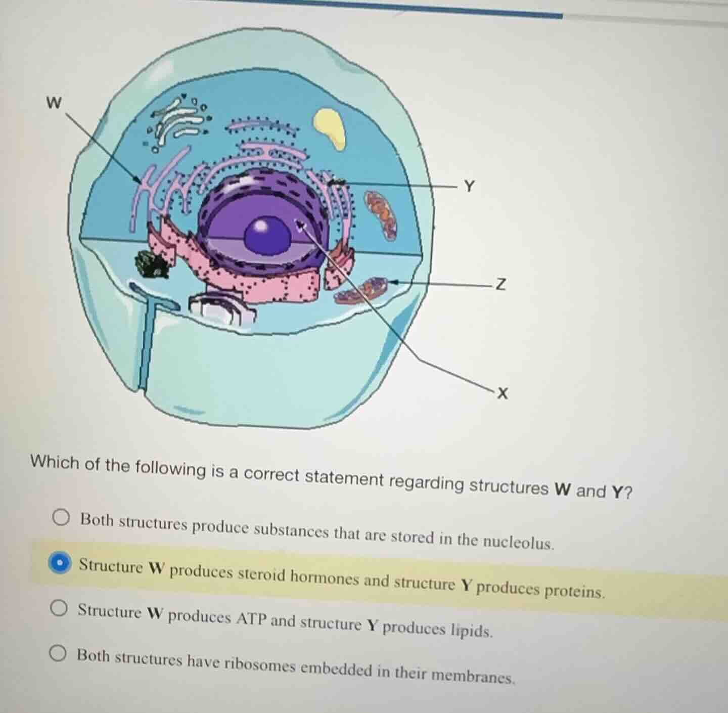 which of the following is a correct statement regarding structures w and y?\n\nboth structures produce substances that are stored in the nucleolus.\nstructure w produces steroid hormones and structure y produces proteins.\nstructure w produces atp and structure y produces lipids.\nboth structures have ribosomes embedded in their membranes.