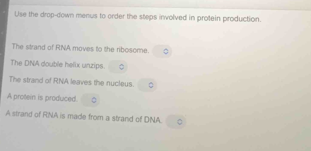 use the drop-down menus to order the steps involved in protein production.\n\nthe strand of rna moves to the ribosome.\nthe dna double helix unzips.\nthe strand of rna leaves the nucleus.\na protein is produced.\na strand of rna is made from a strand of dna.