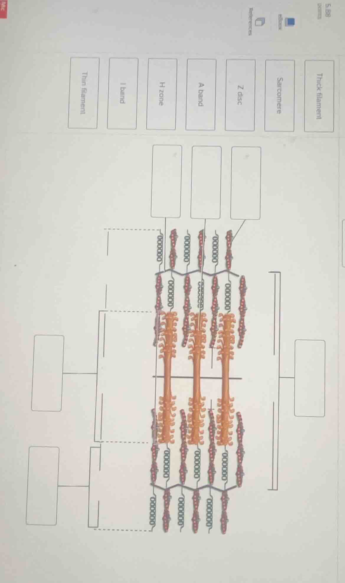 thick filament\nsarcomere\nz disc\na band\nh zone\ni band\nthin filament