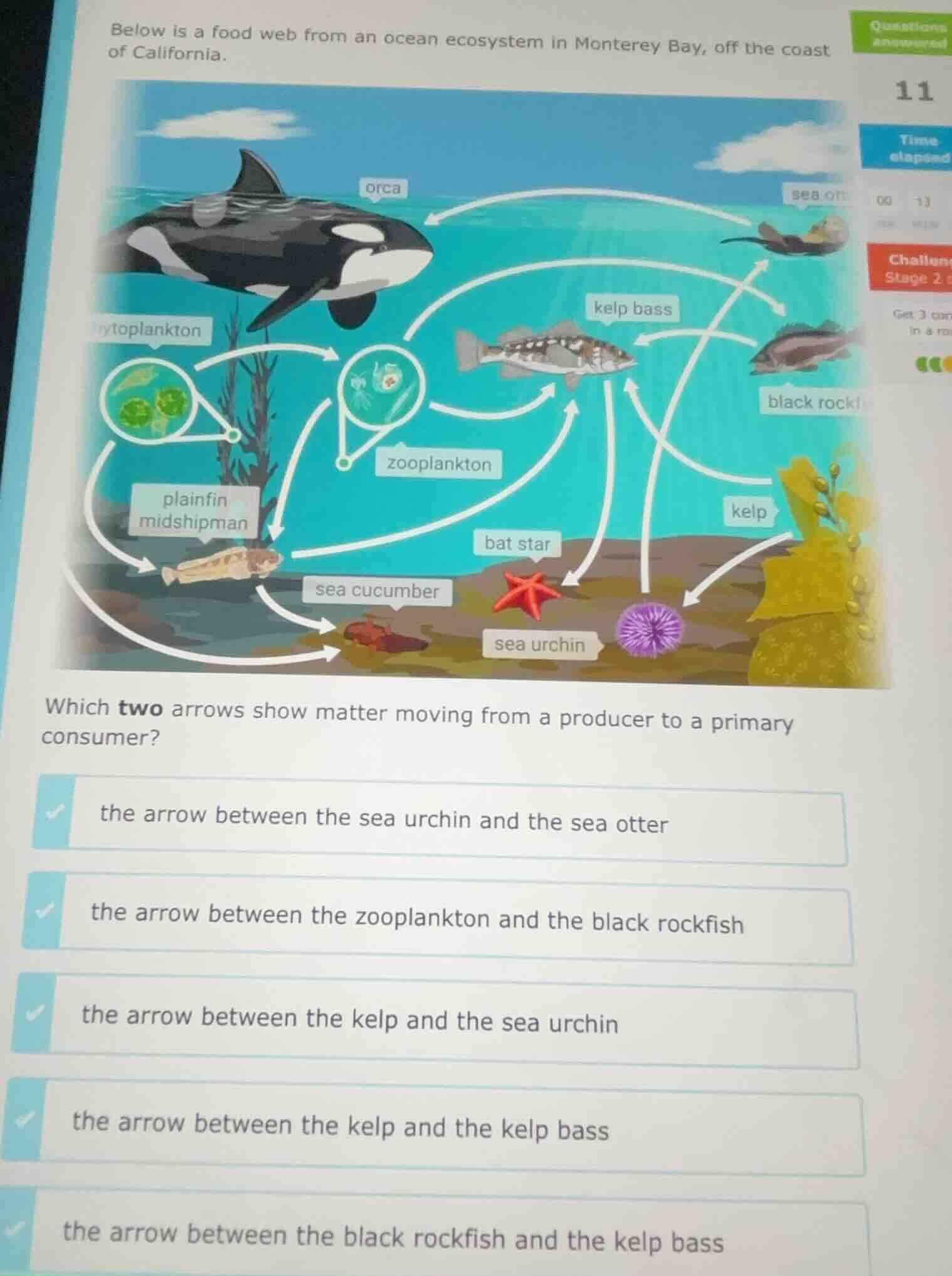 below is a food web from an ocean ecosystem in monterey bay, off the coast of california.\nwhich two arrows show matter moving from a producer to a primary consumer?\n- the arrow between the sea urchin and the sea otter\n- the arrow between the zooplankton and the black rockfish\n- the arrow between the kelp and the sea urchin\n- the arrow between the kelp and the kelp bass\n- the arrow between the black rockfish and the kelp bass