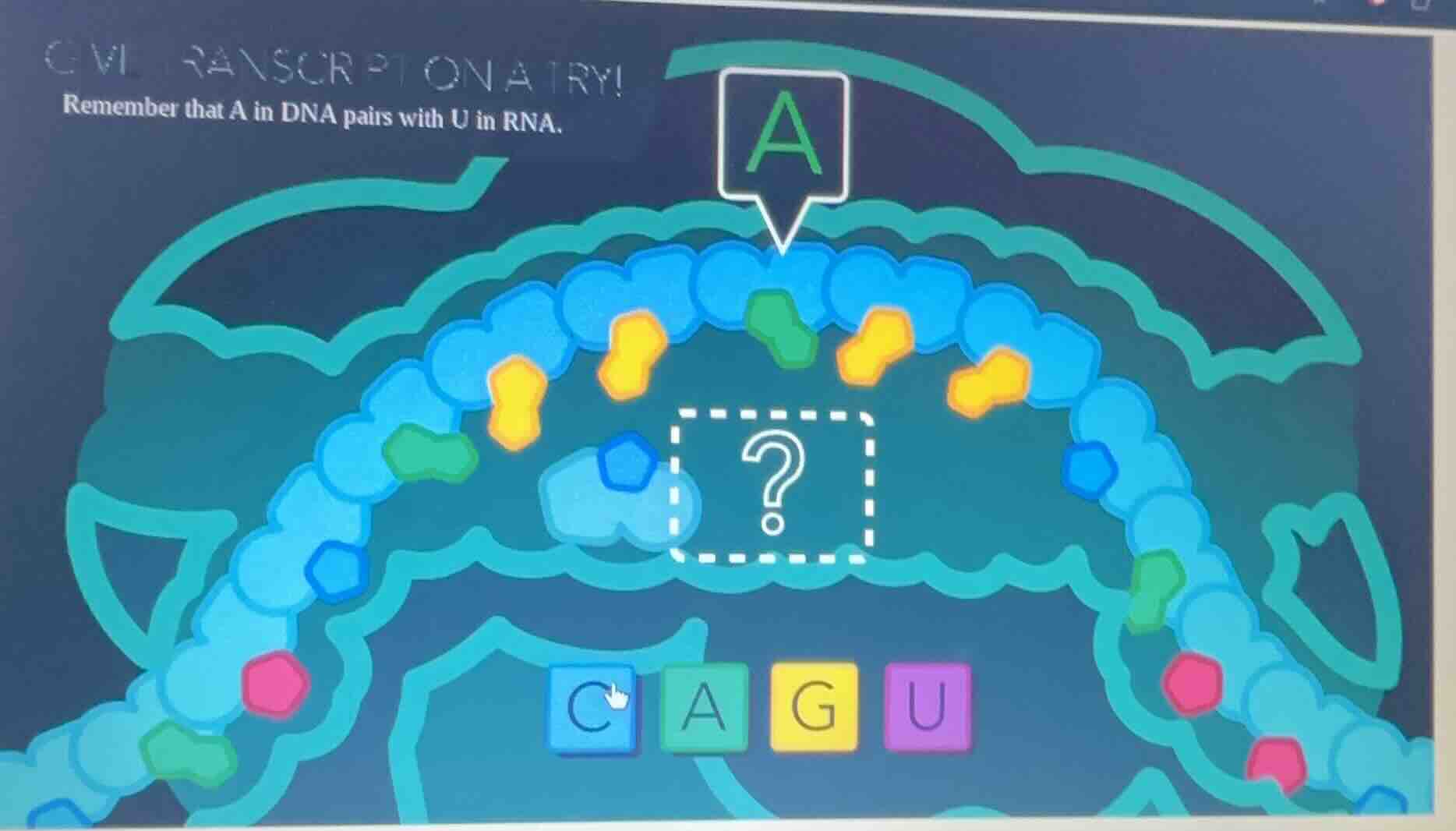 give transcription a try!\nremember that a in dna pairs with u in rna.\na\n?\nc a g u