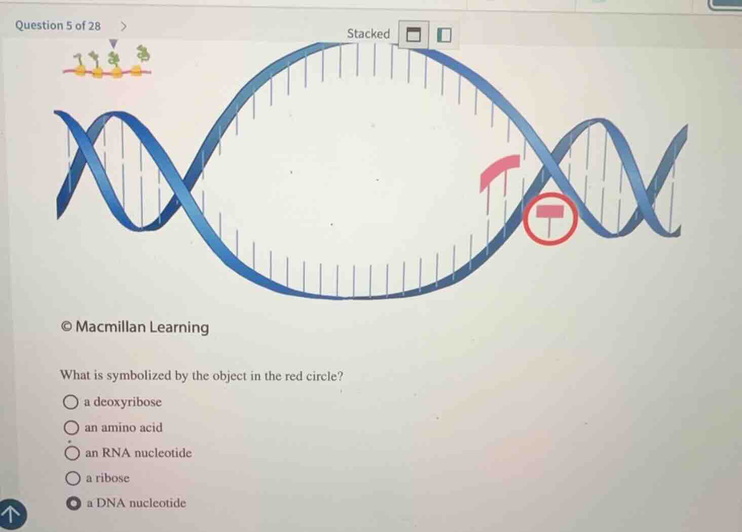 what is symbolized by the object in the red circle?\na deoxyribose\nan amino acid\nan rna nucleotide\na ribose\na dna nucleotide